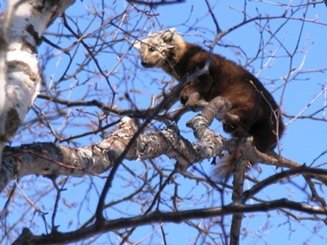 Cum să atingeți marten