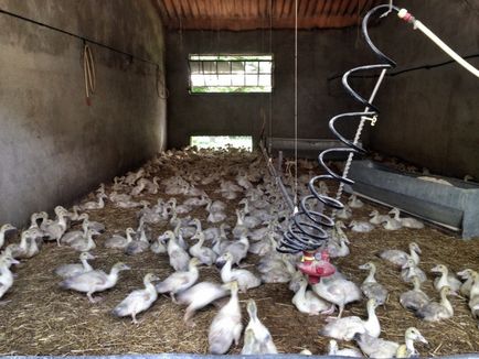 Cum este ferma foie gras, lingura!