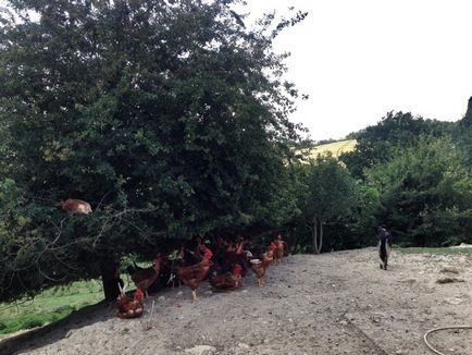 Cum este ferma foie gras, lingura!