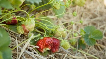 Cum să aibă grijă de căpșuni după recoltare