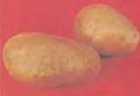 Як вибрати потрібний сорт картоплі (город - картопля)