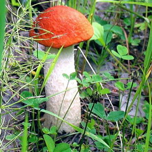 Cum arată ciupercile ca boletus și podberezoviki, fotografii și cum să planteze un miceliu în țară