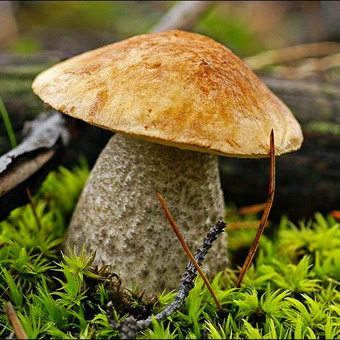 Úgy néz ki, mint a nyárfa gombát és vargányával, fotók, és hogyan kell ültetni a micélium az országban