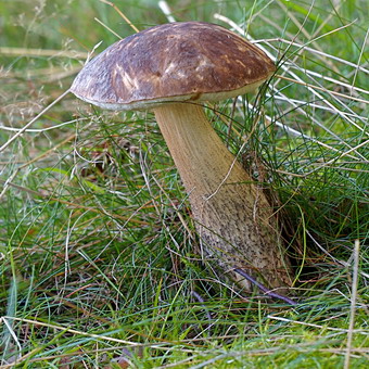 Як виглядають гриби підосичники і підберезники, фото і як посадити грибницю на дачі