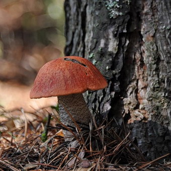 Cum arată ciupercile ca boletus și podberezoviki, fotografii și cum să planteze un miceliu în țară