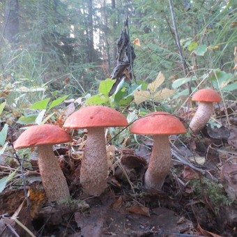 Як виглядають гриби підосичники і підберезники, фото і як посадити грибницю на дачі
