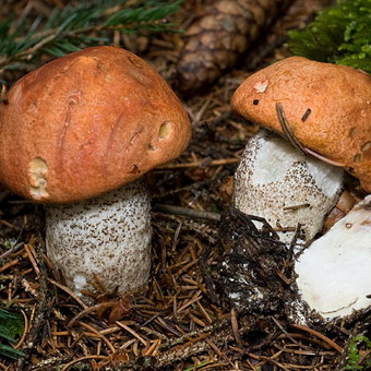 Cum arată ciupercile ca boletus și podberezoviki, fotografii și cum să planteze un miceliu în țară