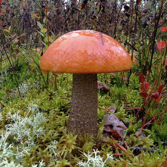 Cum arată ciupercile ca boletus și podberezoviki, fotografii și cum să planteze un miceliu în țară