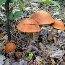 Cum arată ciupercile ca boletus și podberezoviki, fotografii și cum să planteze un miceliu în țară