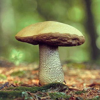 Cum arată ciupercile ca boletus și podberezoviki, fotografii și cum să planteze un miceliu în țară