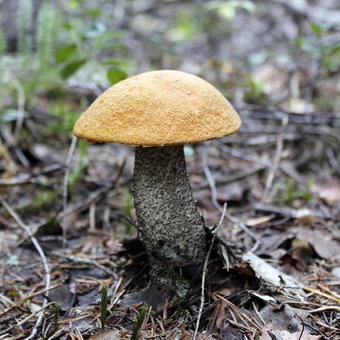 Úgy néz ki, mint a nyárfa gombát és vargányával, fotók, és hogyan kell ültetni a micélium az országban