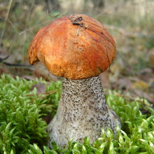 Cum arată ciupercile ca boletus și podberezoviki, fotografii și cum să planteze un miceliu în țară