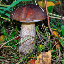Cum arată ciupercile ca boletus și podberezoviki, fotografii și cum să planteze un miceliu în țară