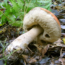 Cum arată ciupercile ca boletus și podberezoviki, fotografii și cum să planteze un miceliu în țară