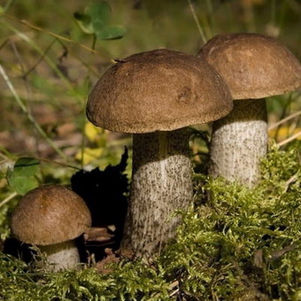 Cum arată ciupercile ca boletus și podberezoviki, fotografii și cum să planteze un miceliu în țară