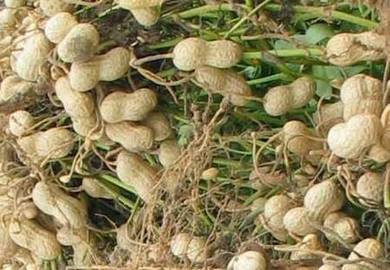 Як вирощувати арахіс на дачі - придатні поради