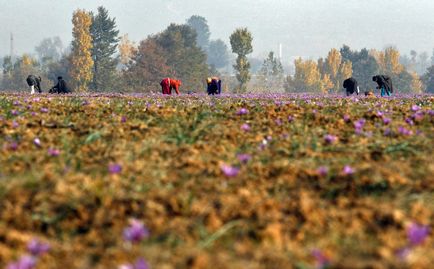 Як вирощують і збирають шафран, як це зроблено