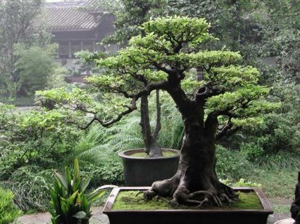 Cum să crească bonsai în deschis - blog bonsai - arta de copaci în creștere