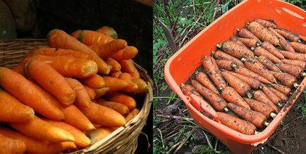 Cum se păstrează morcovii în timpul iernii într-o pivniță, tehnologia potrivită, căile și condițiile