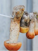 Як зберігати смажені гриби на зиму