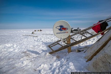 Cum trăiesc crescătorii de renuri din Nordul îndepărtat (38 fotografii)