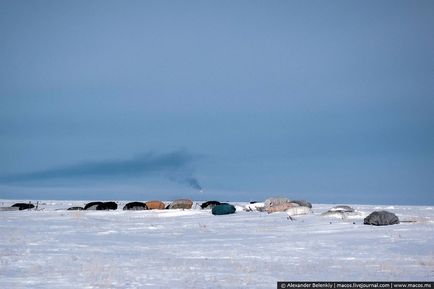 Cum trăiesc crescătorii de renuri din Nordul îndepărtat (38 fotografii)