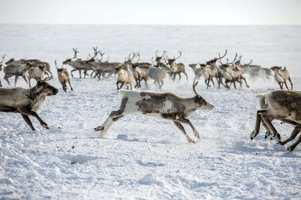 Cum trăiesc crescătorii de renuri din Nordul îndepărtat (38 fotografii)