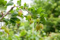 Gum „gyanta” cseresznye a 6 hektáros