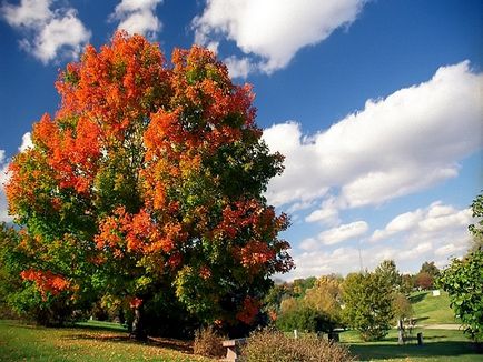 Canadian plantare de plante, de îngrijire, cultivare de la răsaduri în copac Foto