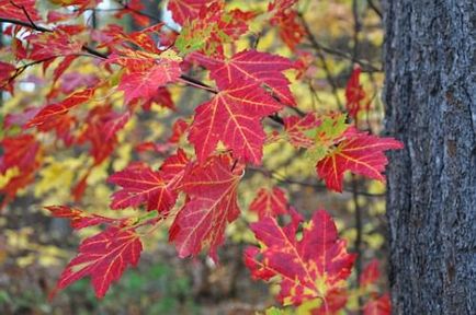 Canadian plantare de plante, de îngrijire, cultivare de la răsaduri în copac Foto