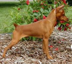 Miniatura Pinscher