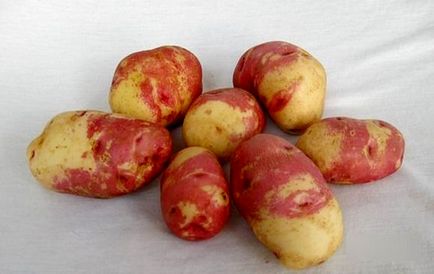 Картопля іван та Мар'я - опис сорту з фото, характеристики, правила вирощування та догляду