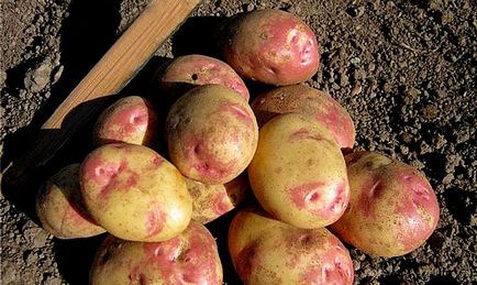 Cartofi Ivano da marya - descrierea soiului cu fotografii, caracteristici, reguli de cultivare și îngrijire