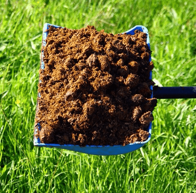 Cartofi Ivano da marya - descrierea soiului cu fotografii, caracteristici, reguli de cultivare și îngrijire