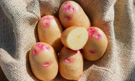Cartofi ivan-da-marya descrierea soiului, caracteristicile, demnitatea, calendarul și regulile de plantare,