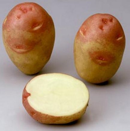 Картопля - іван та Мар'я опис сорту, характеристика і фото