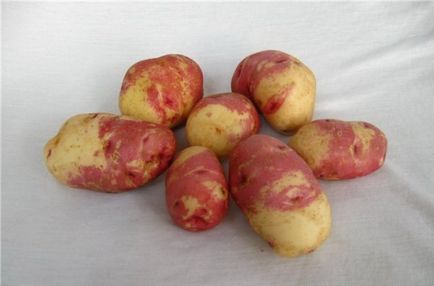 Картопля - іван та Мар'я опис сорту, характеристика і фото