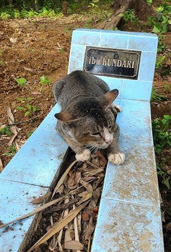 În fiecare zi, un om a văzut o pisică într-un cimitir