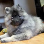 Keeshond, caracterul Wolfspitz, îngrijire, întreținere și boli