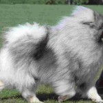 Keeshond, caracterul Wolfspitz, îngrijire, întreținere și boli