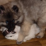 Keeshond, caracterul Wolfspitz, îngrijire, întreținere și boli