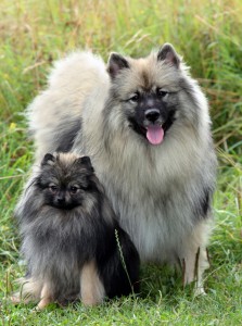 Keeshond, Wolfspitz karakter, ápolási, karbantartási és a betegség