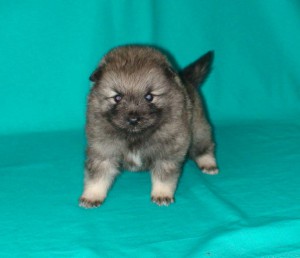 Keeshond, Wolfspitz karakter, ápolási, karbantartási és a betegség