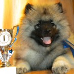 Keeshond, caracterul Wolfspitz, îngrijire, întreținere și boli