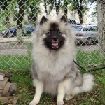 Keeshond, caracterul Wolfspitz, îngrijire, întreținere și boli