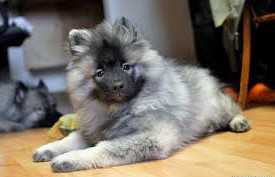 Keeshond, caracterul Wolfspitz, îngrijire, întreținere și boli