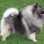 Keeshond, Wolfspitz karakter, ápolási, karbantartási és a betegség