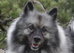 Keeshond, Wolfspitz karakter, ápolási, karbantartási és a betegség