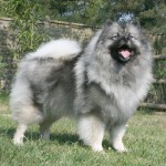 Keeshond, Wolfspitz karakter, ápolási, karbantartási és a betegség