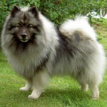 Keeshond, caracterul Wolfspitz, îngrijire, întreținere și boli